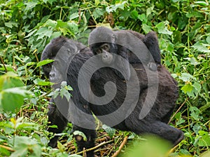 A female mountain gorilla with a baby. Uganda. Bwindi Impenetrable Forest National Park. photo