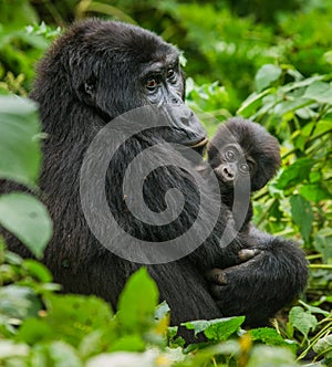 A female mountain gorilla with a baby. Uganda. Bwindi Impenetrable Forest National Park.