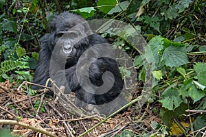 Female mountain gorilla close up