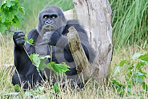Female Mountain Gorilla Feeding in Natural Habitat
