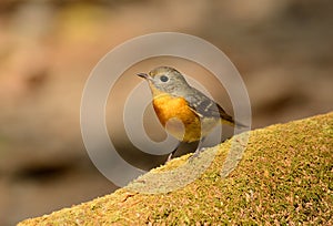 Female Mugimaki Flycatcher (Ficedula mugimaki)