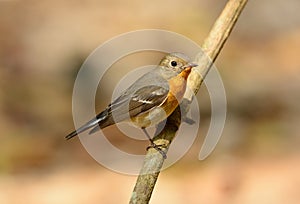 Female Mugimaki Flycatcher (Ficedula mugimaki)