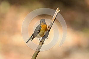 Female Mugimaki Flycatcher (Ficedula mugimaki)