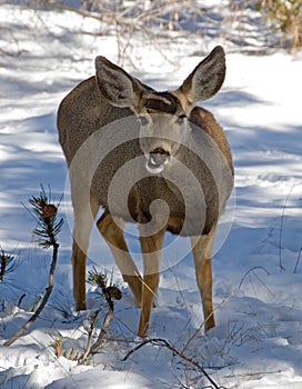 Female mule deer