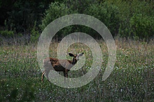 Female Mule Deer