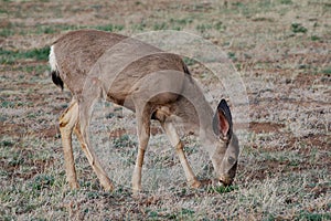 Female Mule Deer (Odocoileus hemionus)