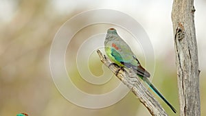 female mulga parrot in a tree at gluepot