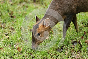 A female Muntjac Deer, Muntiacus reevesi, feeding at the edge of a field in the UK.