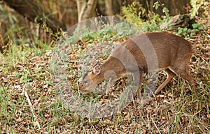 A female Muntjac Deer Muntiacus reevesi feeding on an island in the middle of a lake.