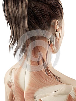 Female muscles of the neck