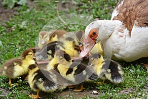 A female muscovy duck Cairina moschata with her young brood