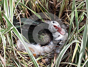 Female Muscovy Duck Sitting on Nest