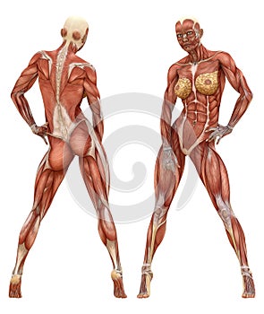 Female Muscular System Anatomy