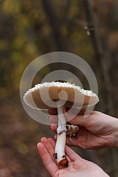 Female mushroom-pickers hands holding cut champignon mushroom on blurry forest background. Vertical shot