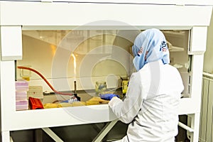 Una mujer científico en negocios tasa de flujo capucha o armario en laboratorio 