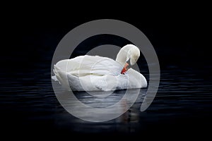 Female Mute Swan Preening on Dark Water