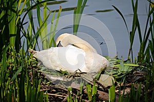 A female mute swan sitting on its nest