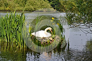 A female mute swan sitting on unhatched eggs photo