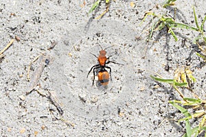 A Harry Female Mutillidae Wingless Wasp Or Red Velvet Ant photo