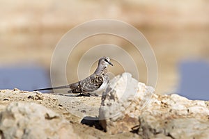 Female Namaqua Dove in Kalahari desert