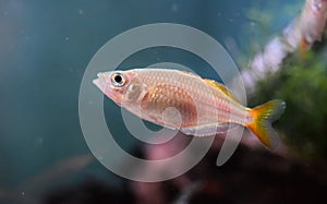 Female Neon Dwarf Rainbowfish