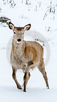 Female nervous deer hesitating to flee as her curiosity is great