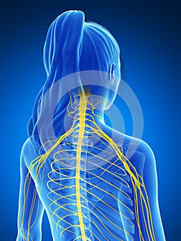 Female nervous system