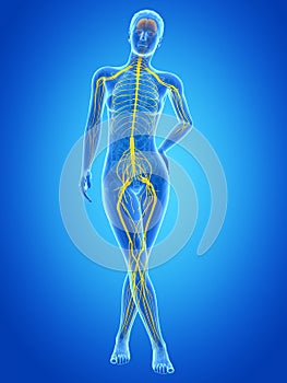 The female nervous system