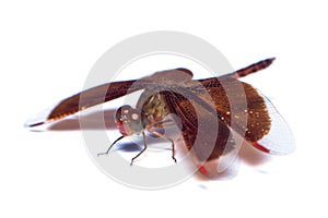 The female neurothemis ramburii dragonfly isolated on white back