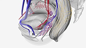 Female Neurovasculature,Inferior vesical vessels