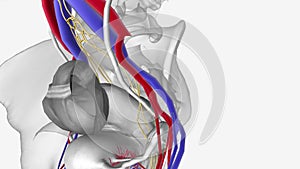 Female Neurovasculature , Internal iliac vessels