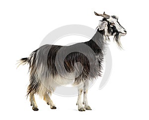 Female Nicastrese goat, domestic goat from calabria, italian goat, calabria, also name JÃ¨lina, isolated on white photo