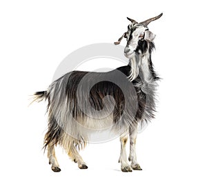 Female Nicastrese goat, domestic goat from calabria, italian goat, calabria, also name JÃ¨lina, isolated on white