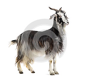 Female Nicastrese goat, domestic goat from calabria, italian goat, calabria, also name JÃ¨lina, isolated on white photo