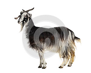 Female Nicastrese goat, domestic goat from calabria, italian goat, calabria, also name JÃ¨lina, isolated on white photo