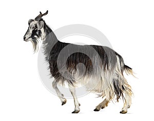 Female Nicastrese goat, domestic goat from calabria, italian goat, calabria, also name JÃ¨lina, isolated on white photo