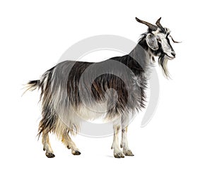 Female Nicastrese goat, domestic goat from calabria, italian goat, calabria, also name Jèlina, isolated on white
