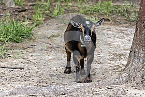 Female Nigerian dwarf goat