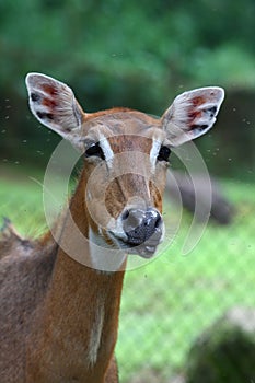A Female Nilgai