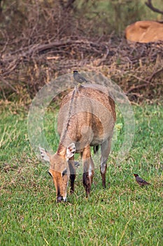 Female Nilgai with Brahminy myna sitting on her in Keoladeo National Park, Bharatpur, India