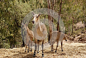Female Nilgai with her two small young