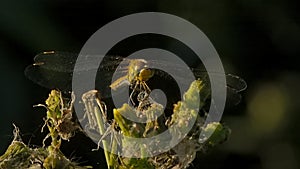 Female nomad darter sitting on a overblown flower