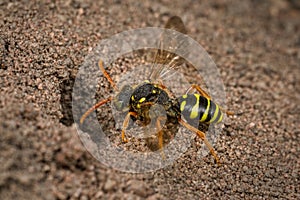 Female Nomada Cuckoo Bee