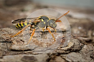 Female Nomada Cuckoo Bee photo