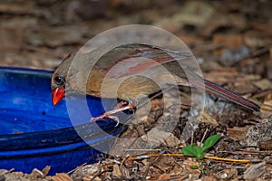 Female Norther Cardinal taking a drink by the feeder