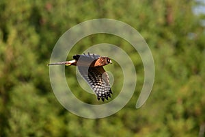 Female Norther Harrier bird in flight