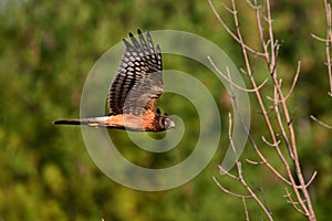 Female Norther Harrier bird in flight