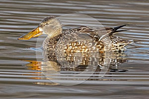 Female Norther Shoveler