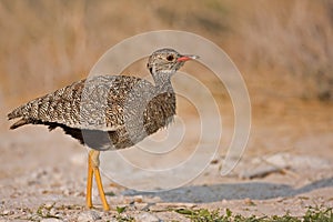 Female Northern Black Korhaan