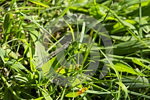 Female Northern Bluet Damselfly on Grass